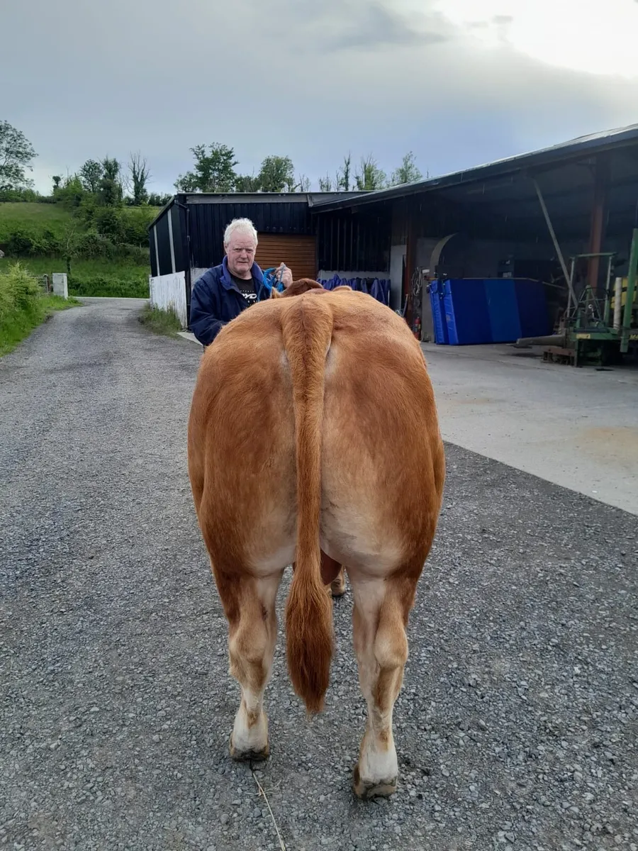 Limousine and Angus bull - Image 2