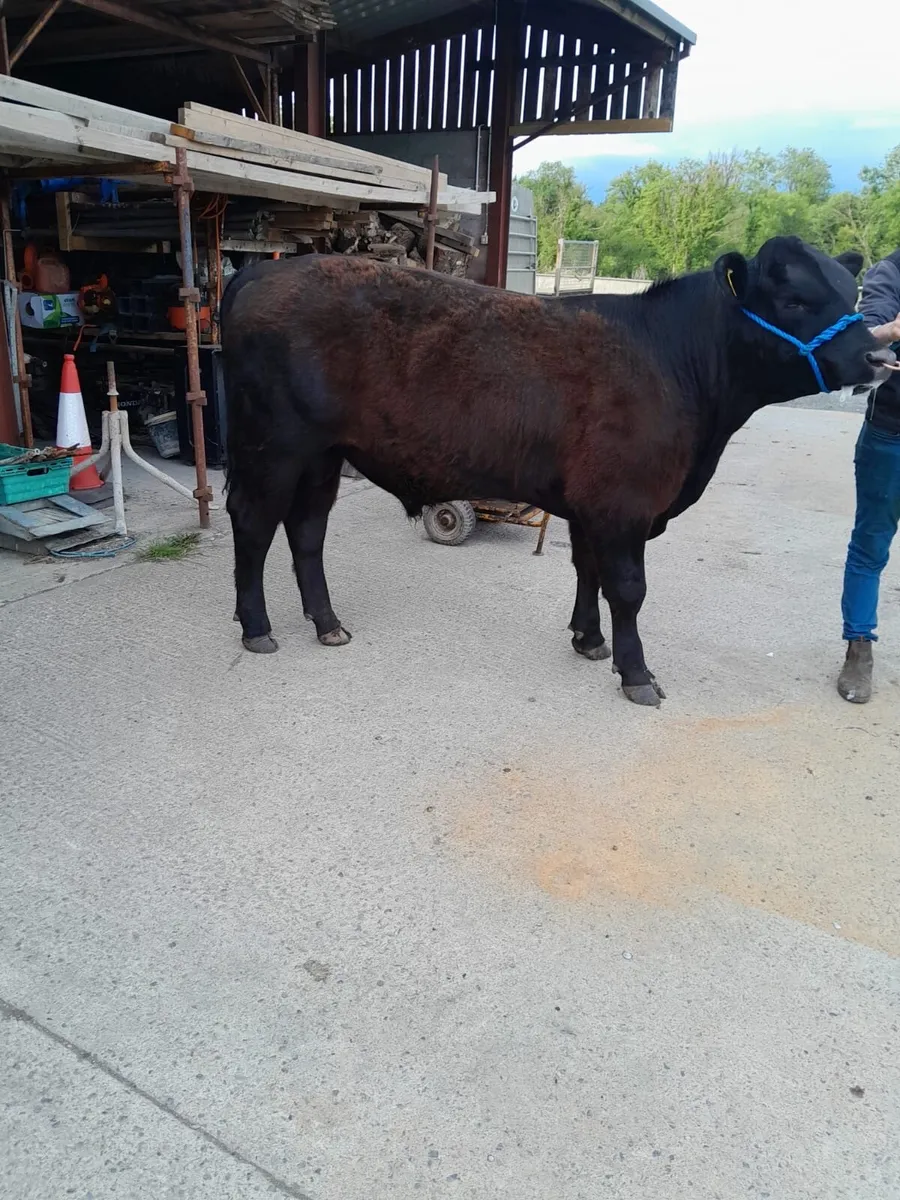 Limousine and Angus bull - Image 3