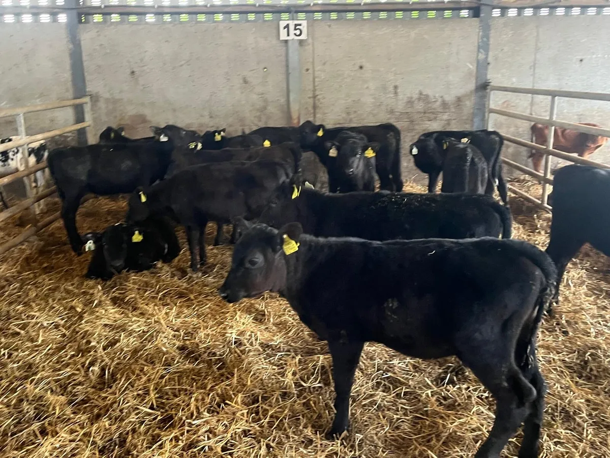 15 super Angus runner heifers - Image 1