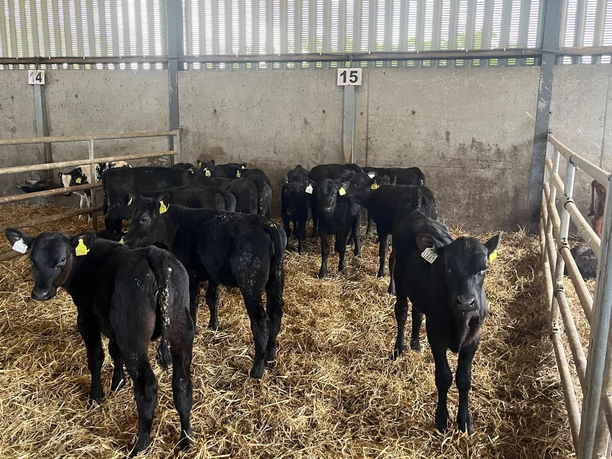 15 super Angus runner heifers - Image 2