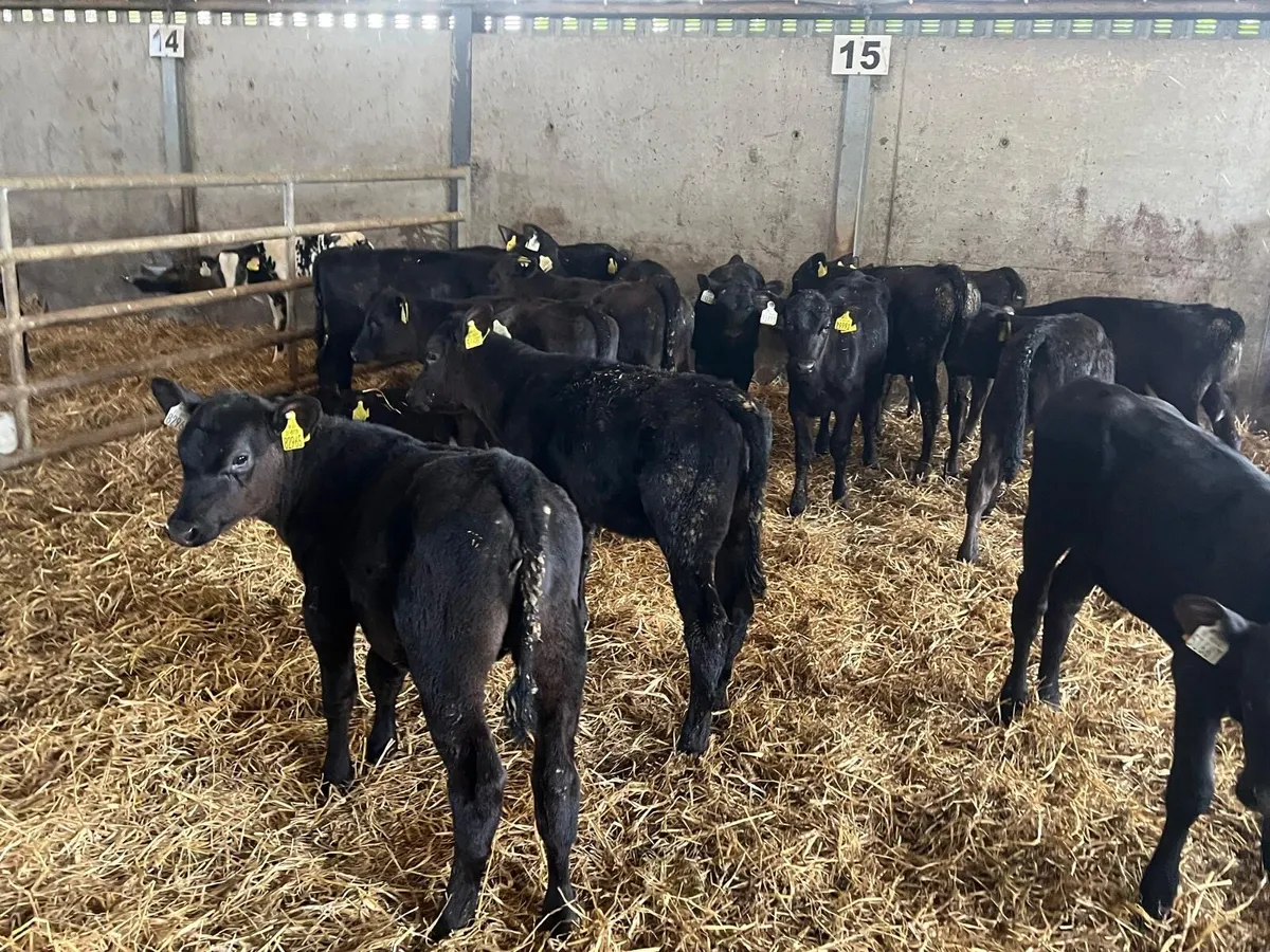 15 super Angus runner heifers - Image 3