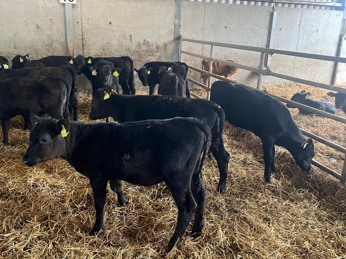 15 super Angus runner heifers - Image 4