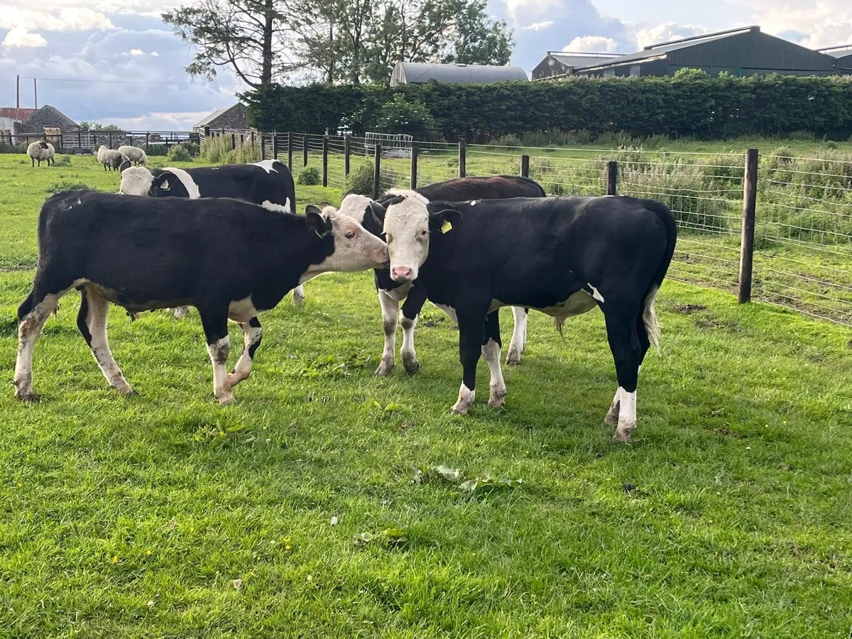 5 super Hereford and Simmental bullocks - Image 1