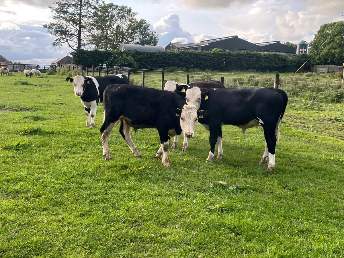 5 super Hereford and Simmental bullocks - Image 2