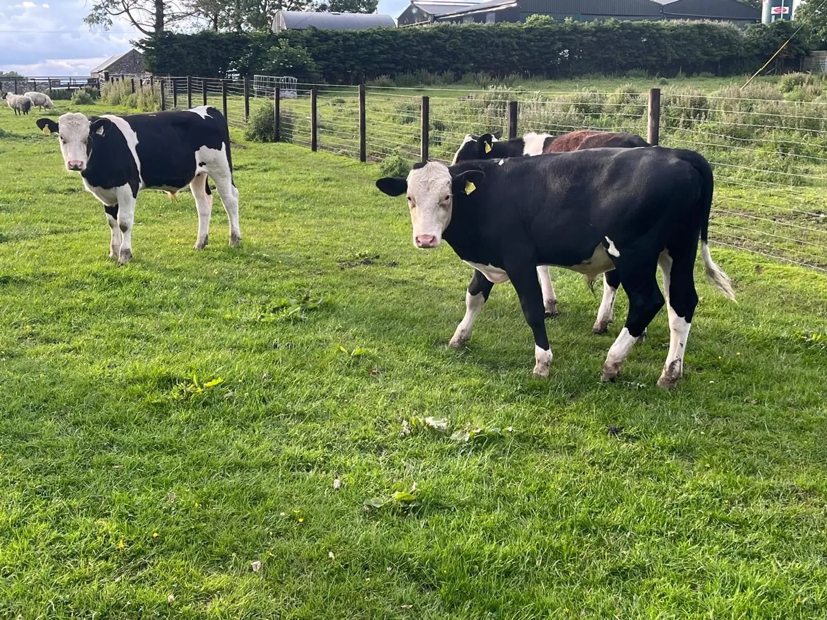 5 super Hereford and Simmental bullocks - Image 3