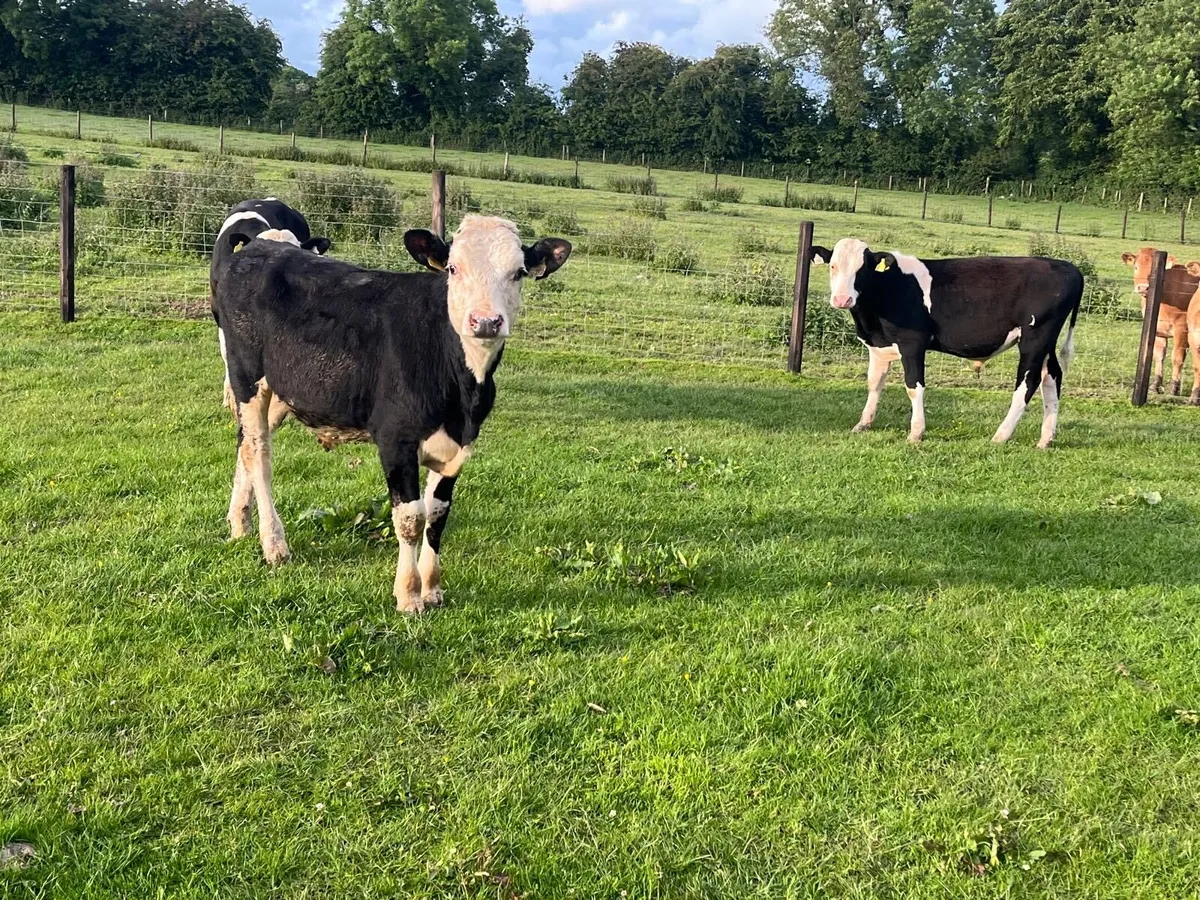 5 super Hereford and Simmental bullocks - Image 4
