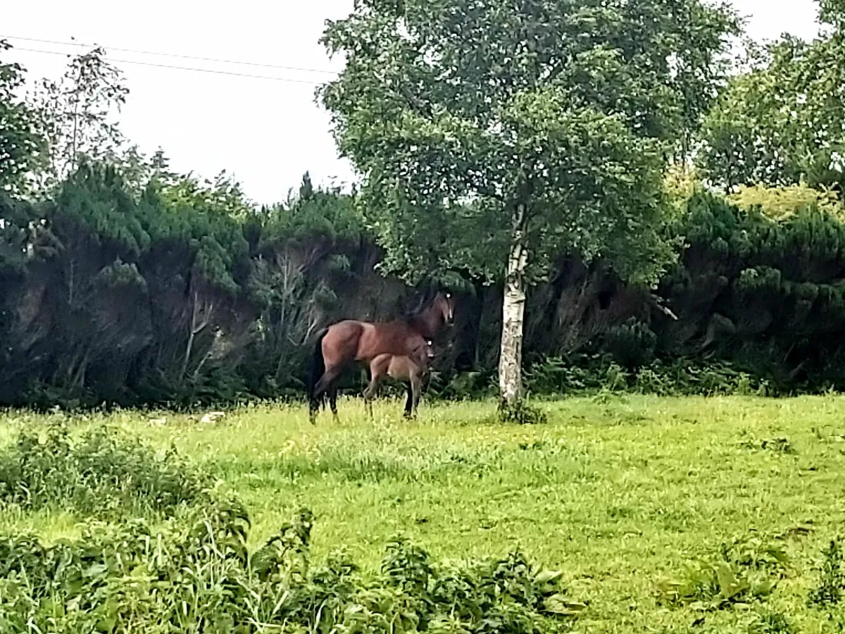TB mare & foal by Lagans OBOS Quality - Image 4