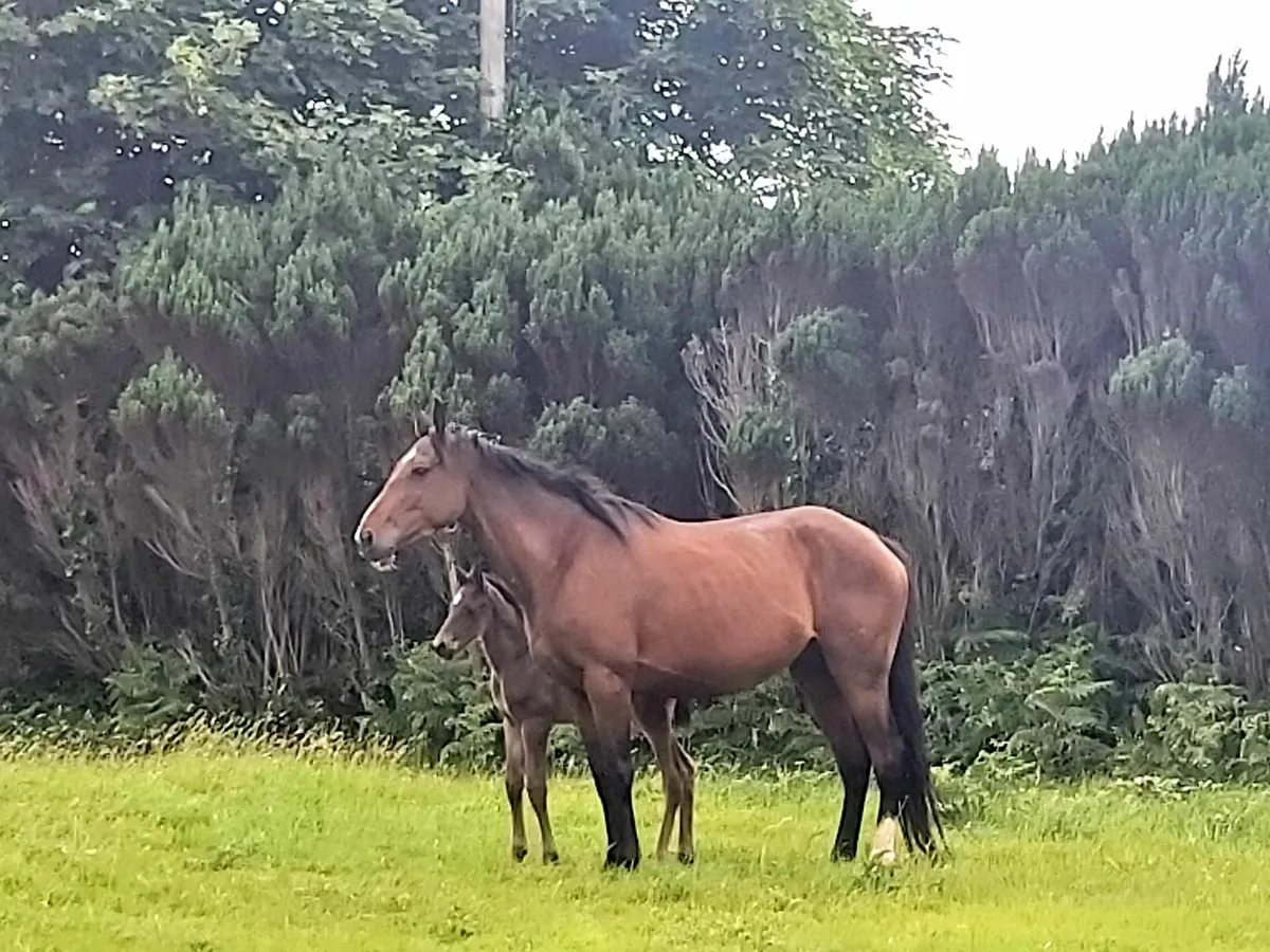 TB mare & foal by Lagans OBOS Quality - Image 1