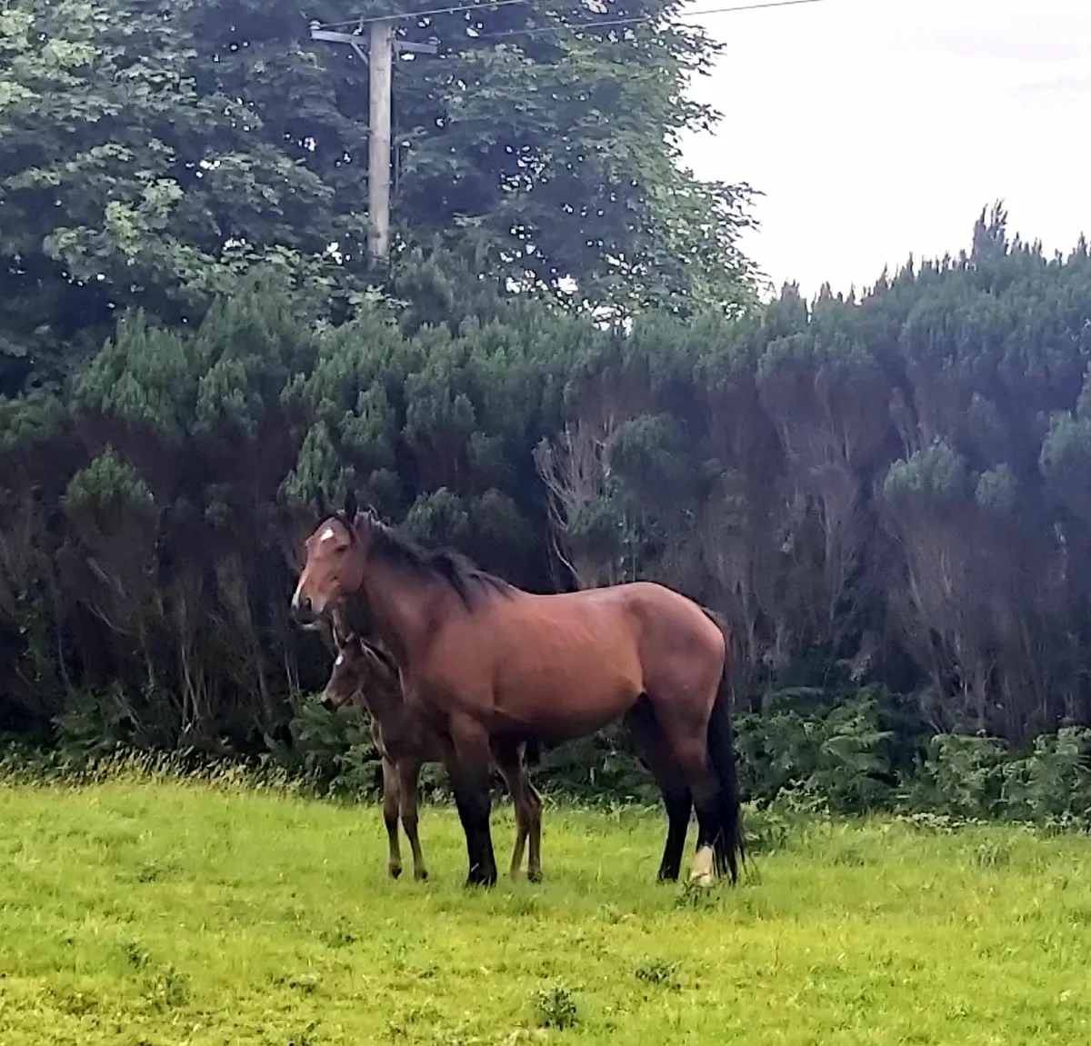 TB mare & foal by Lagans OBOS Quality - Image 2