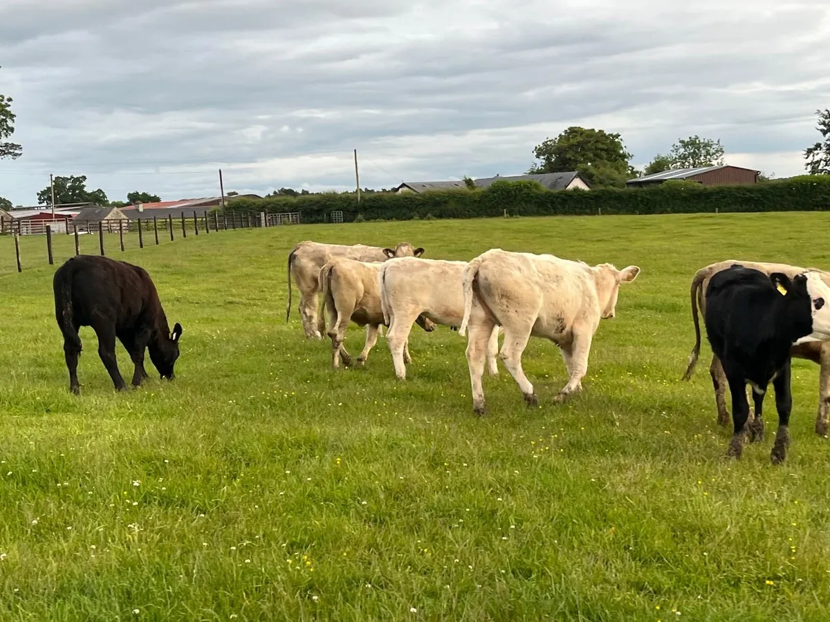 8 super 300 kg continental heifers - Image 1