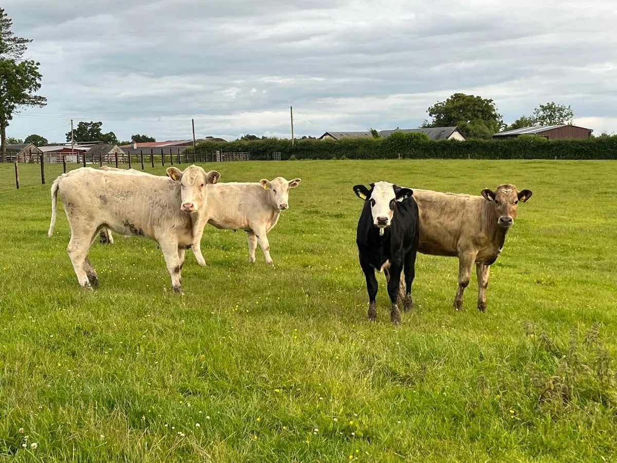 8 super 300 kg continental heifers - Image 2