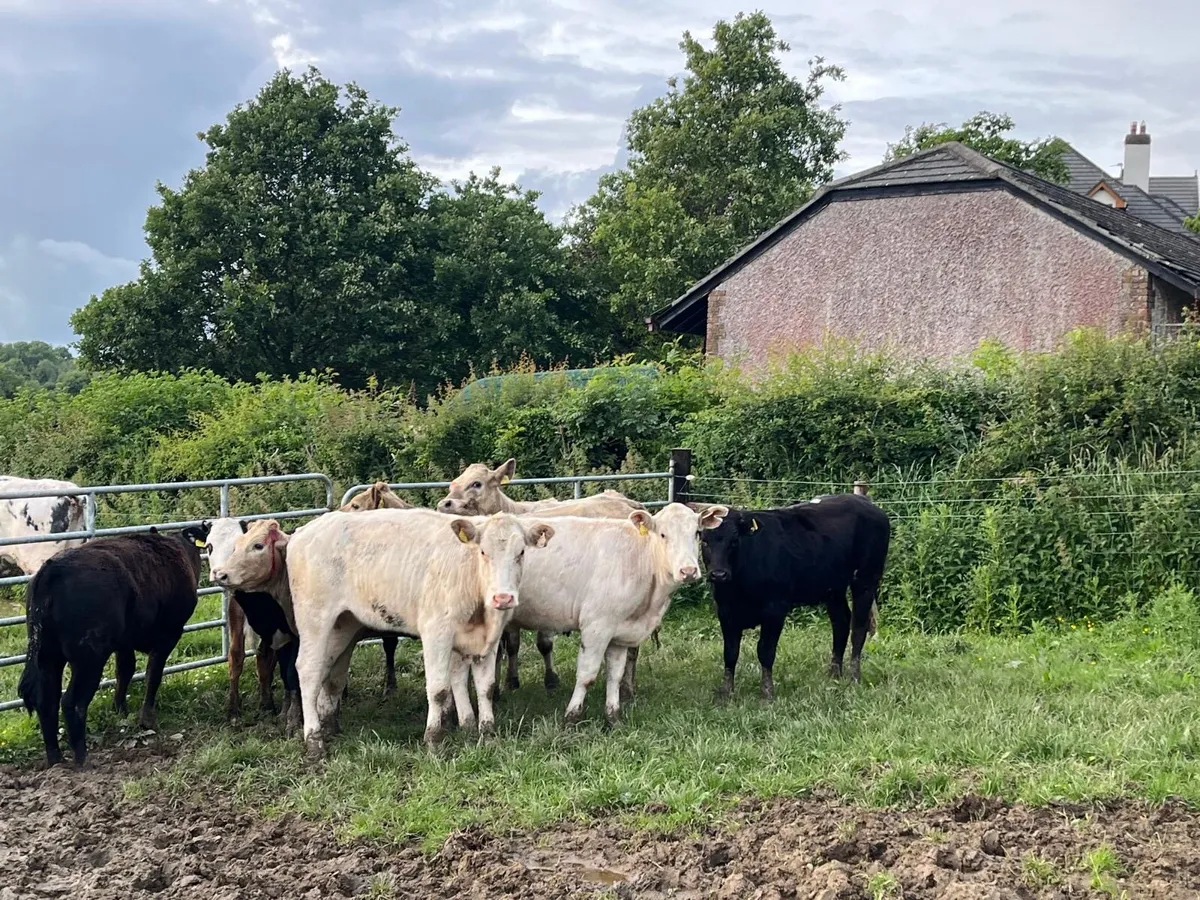 8 super 300 kg continental heifers - Image 3