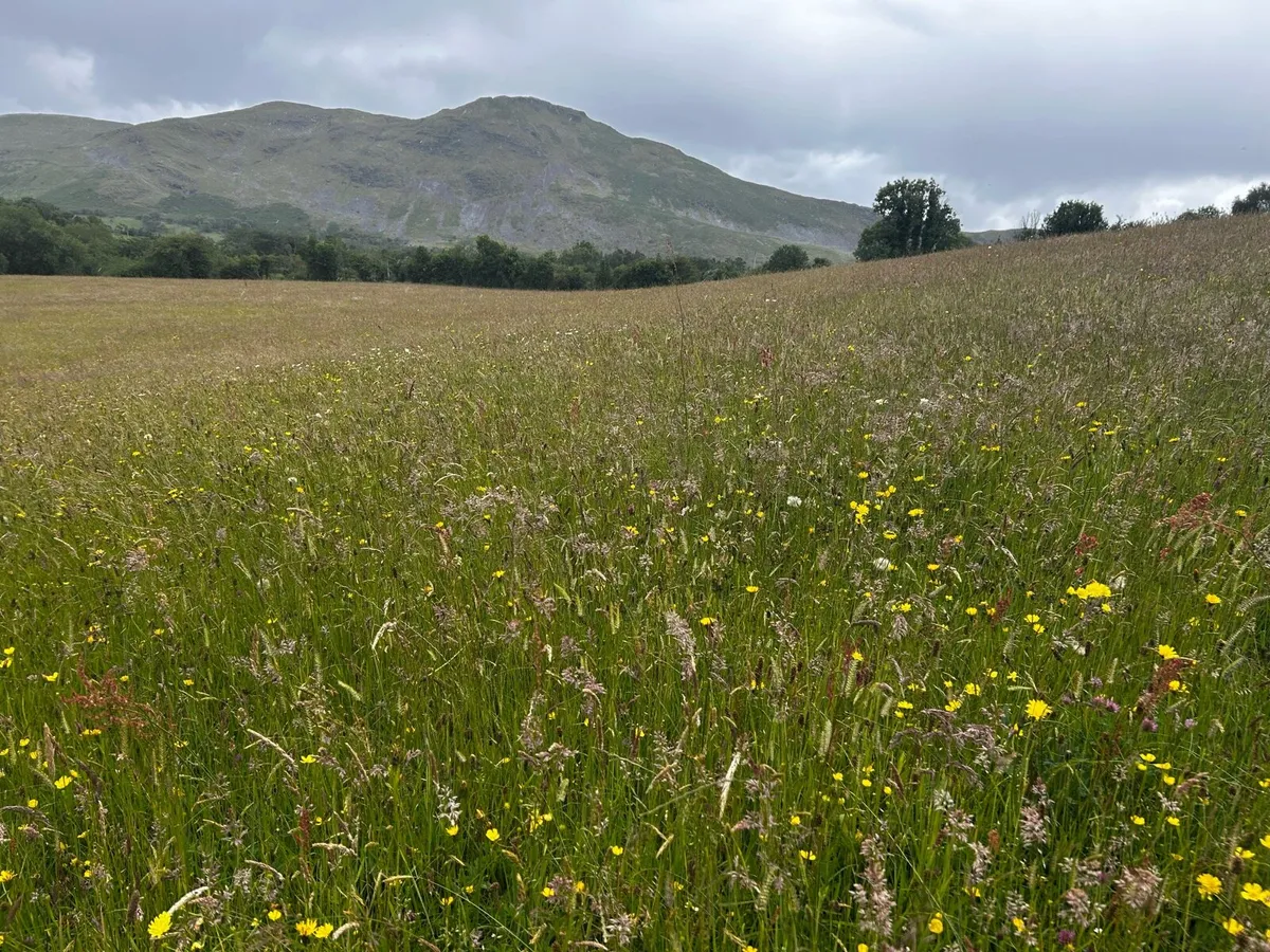 Meadow - Image 3