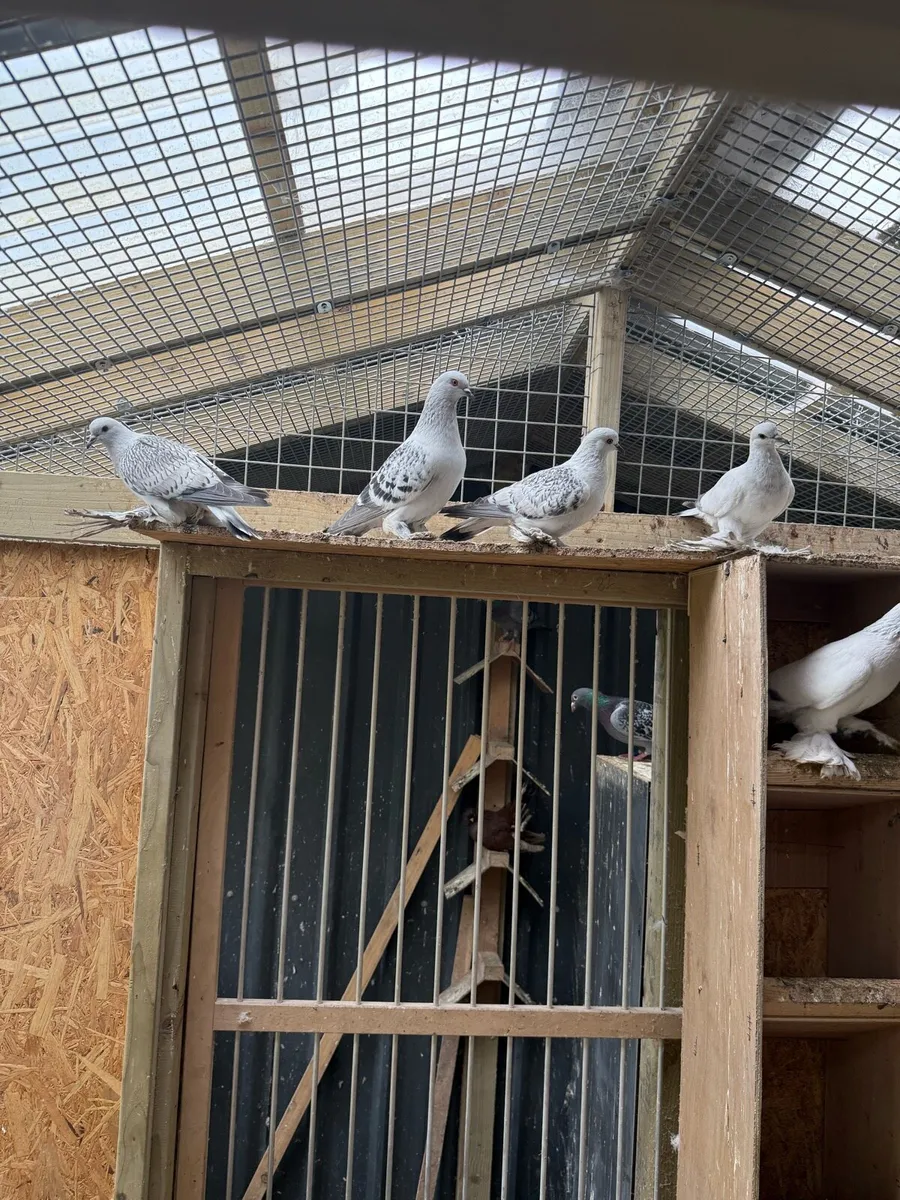 SAXONy. ICE PIGEON - Image 3