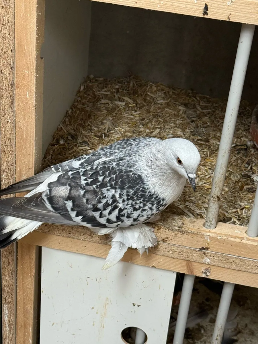 SAXONy. ICE PIGEON - Image 4