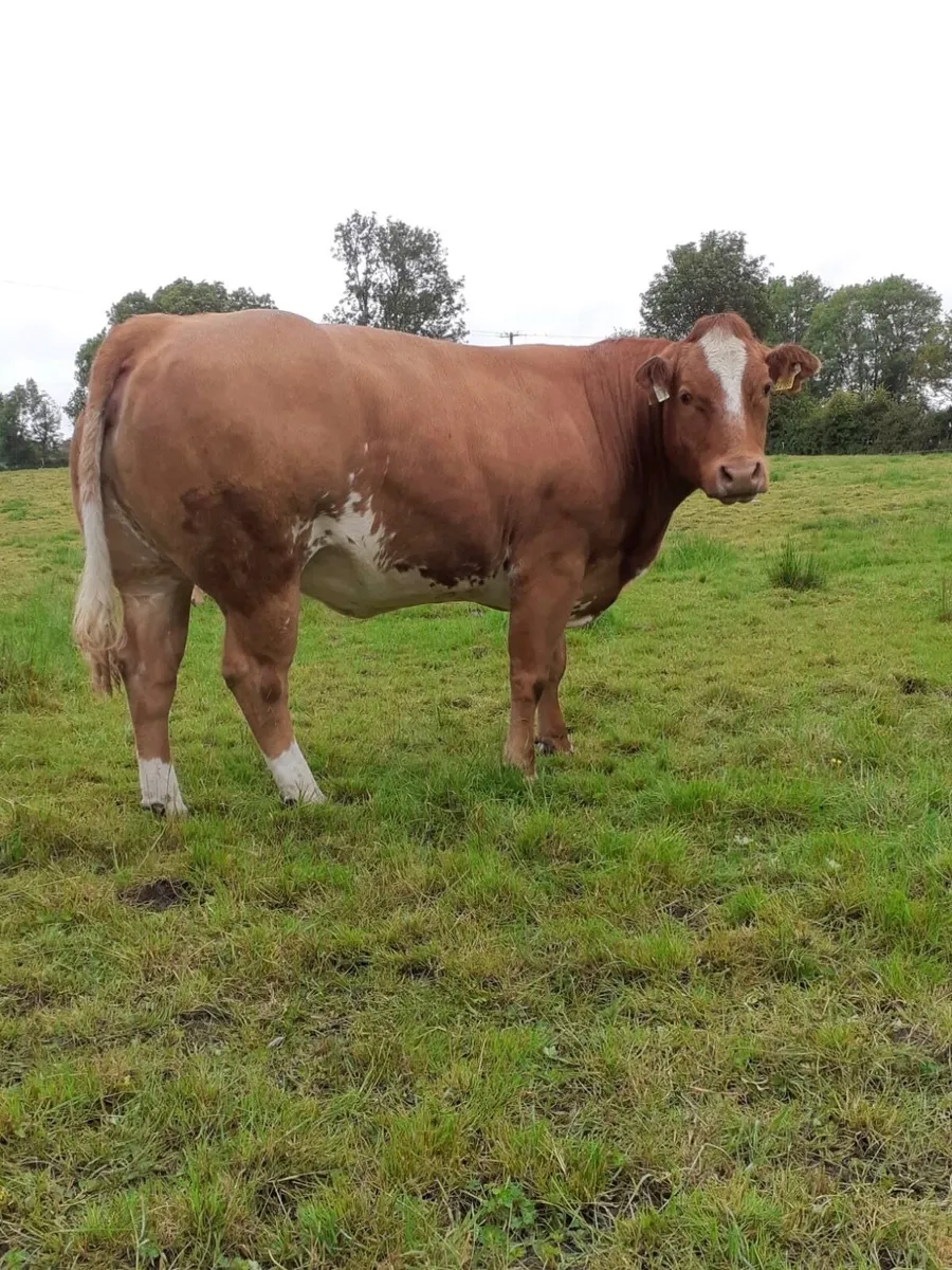 BB in calf heifer - Image 1