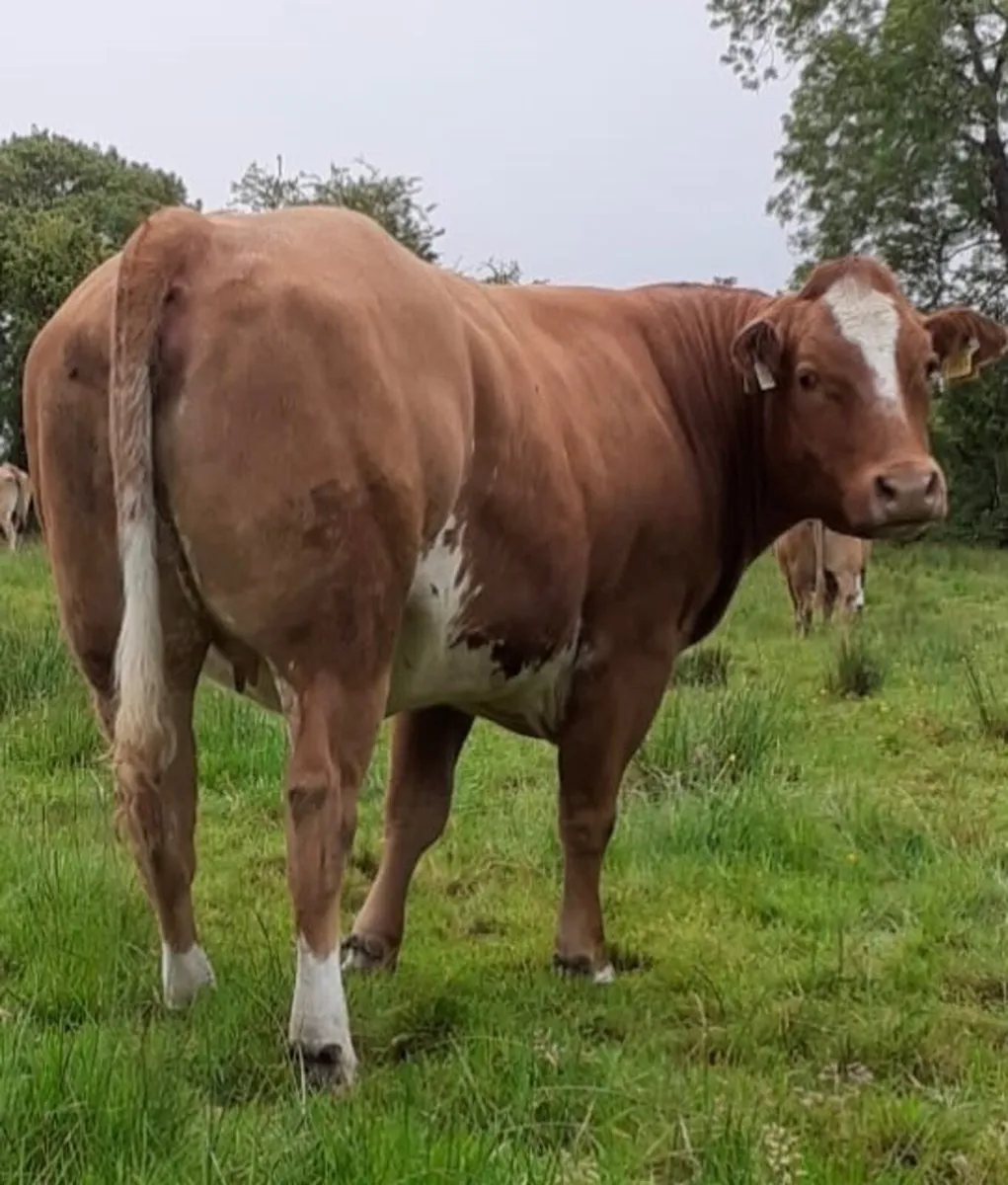 BB in calf heifer - Image 2
