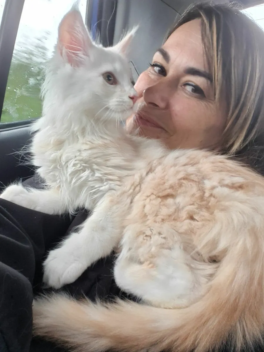 Maine coon kitten - Image 1