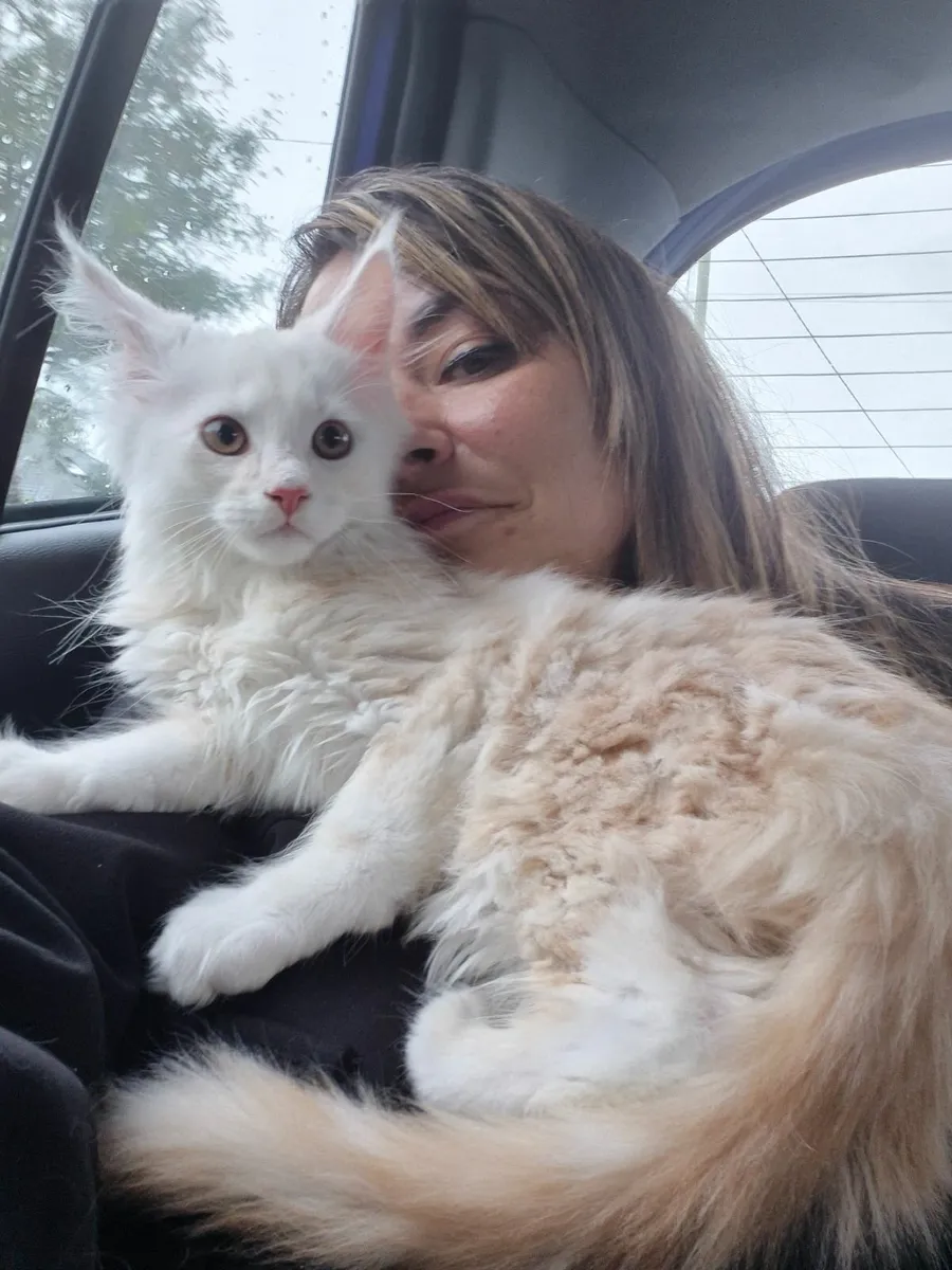 Maine coon kitten - Image 3