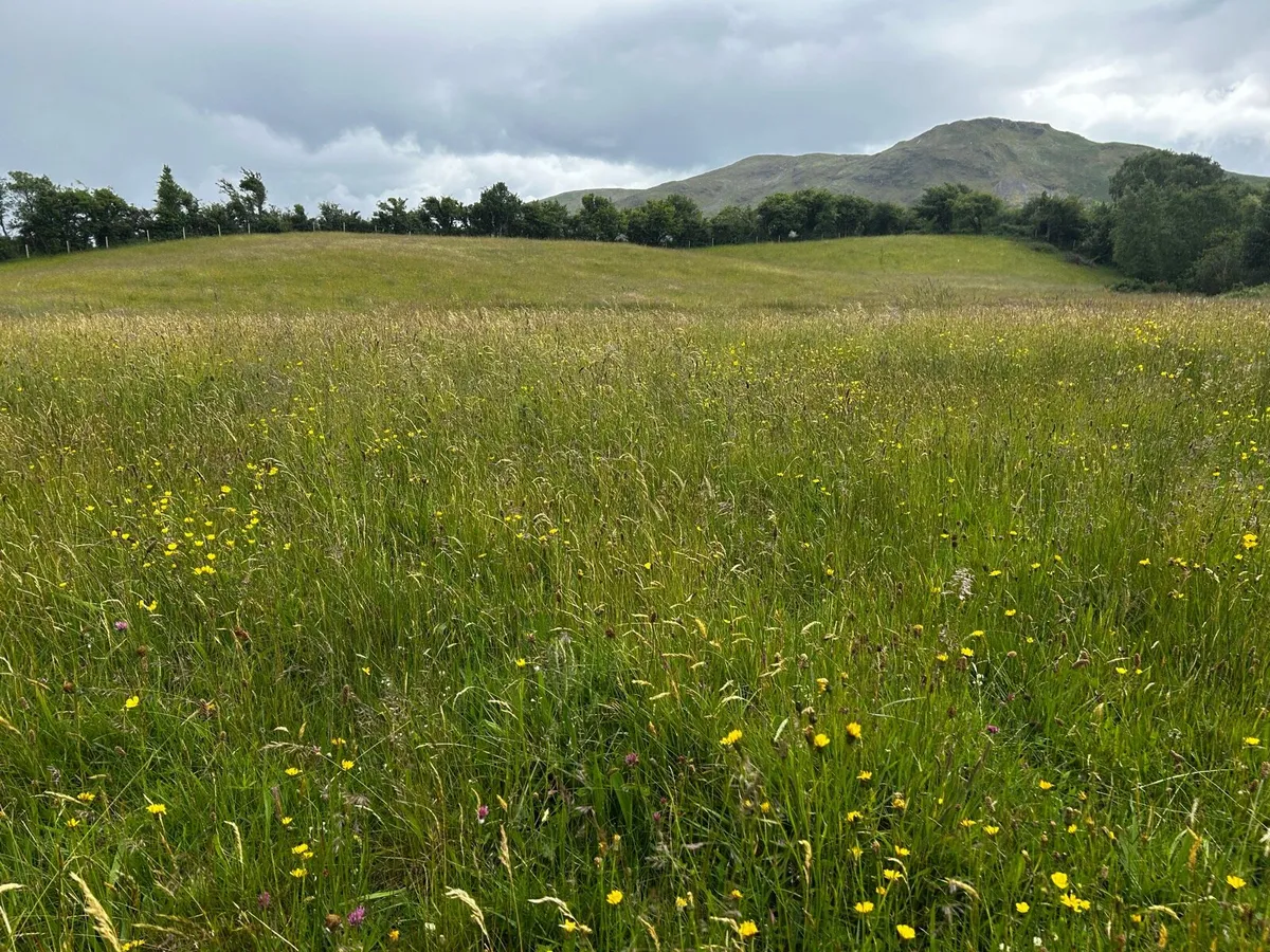 Meadow - Image 2