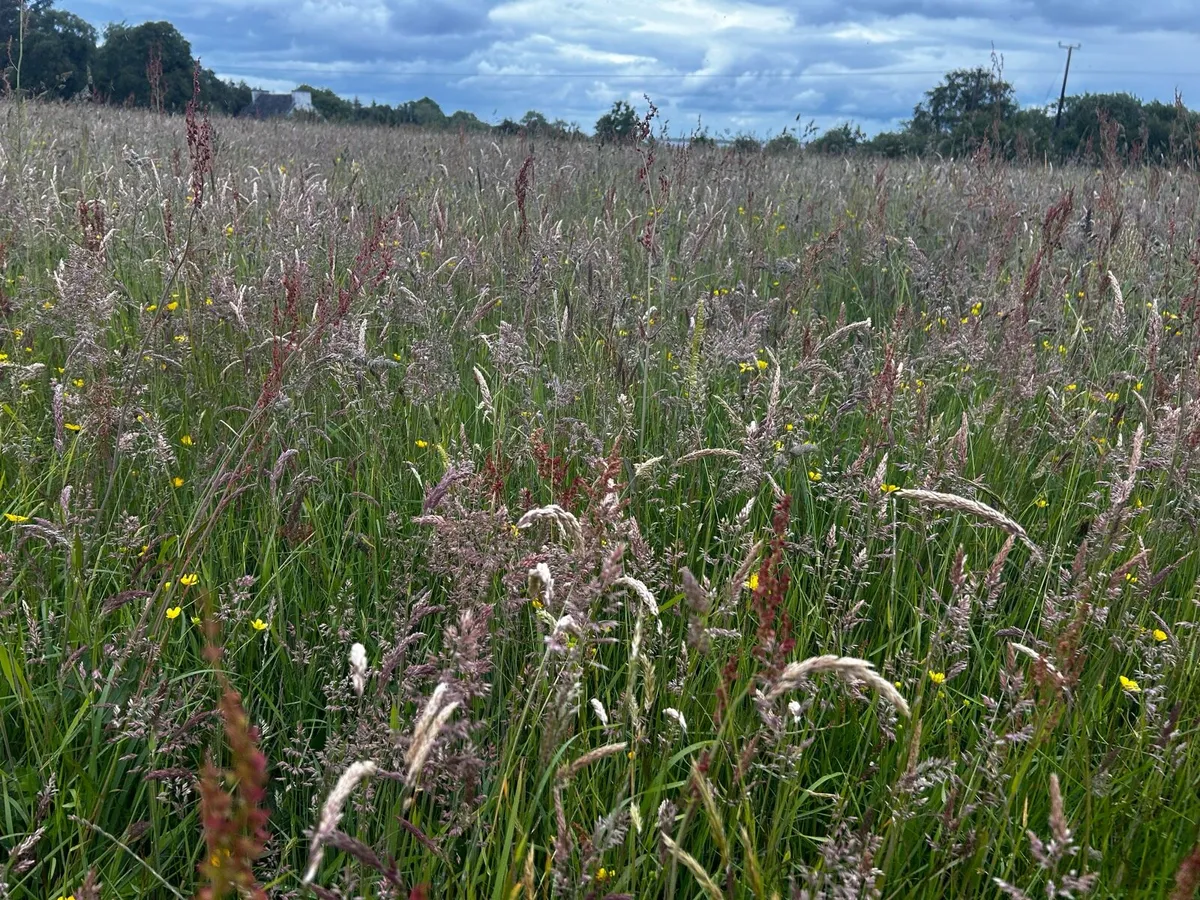 Meadow - Image 1