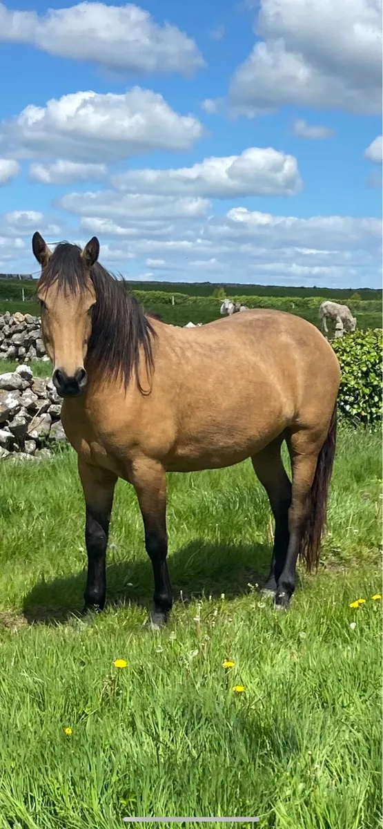3 yr old dun connemara filly - Image 1