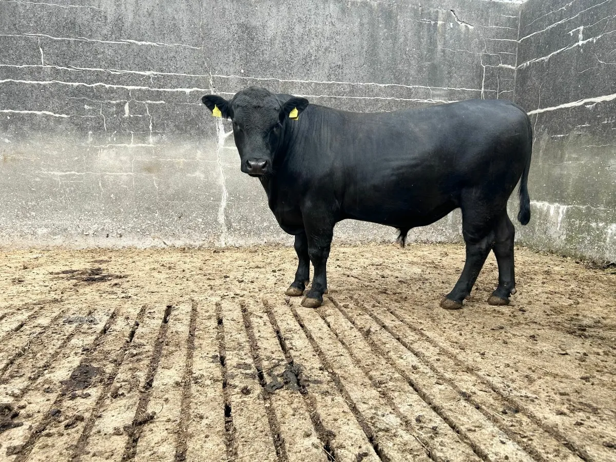 Pedigree Aberdeen Angus Bull - Image 1