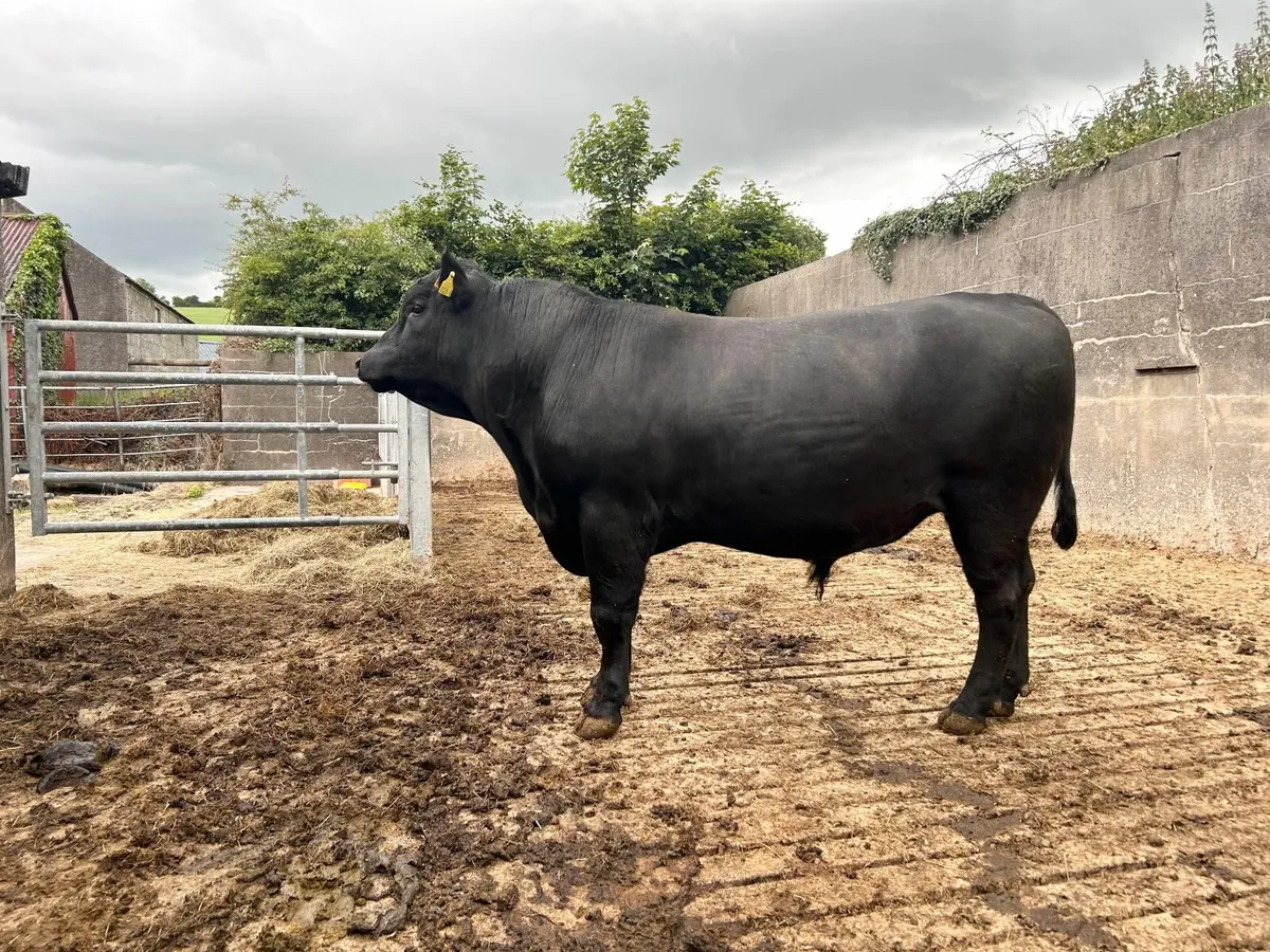 Pedigree Aberdeen Angus Bull - Image 2