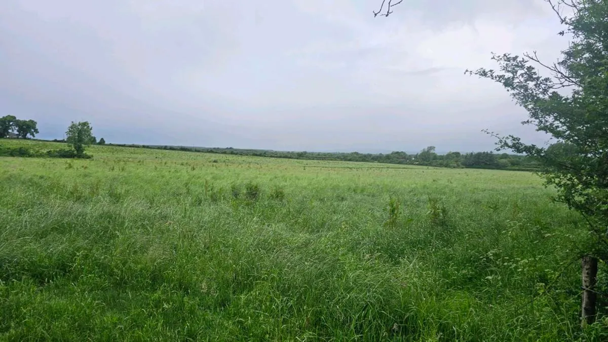 Silage for sale (GROWING)