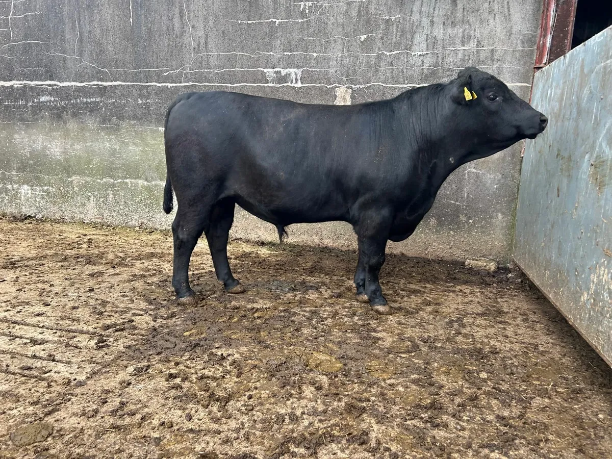 Pedigree Aberdeen Angus Bull - Image 3
