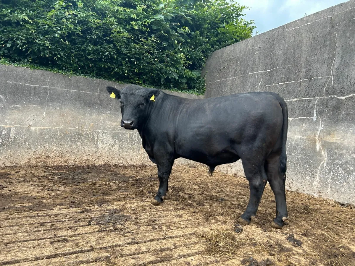 Pedigree Aberdeen Angus Bull - Image 4
