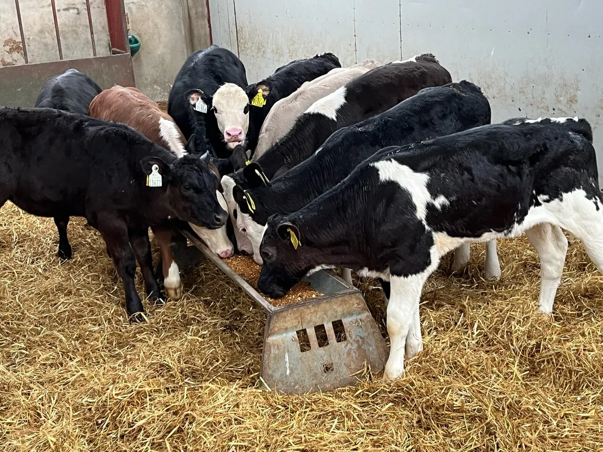 Super Weaned Grass Heifer Calves - Image 1
