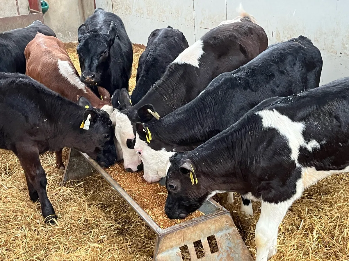 Super Weaned Grass Heifer Calves - Image 2