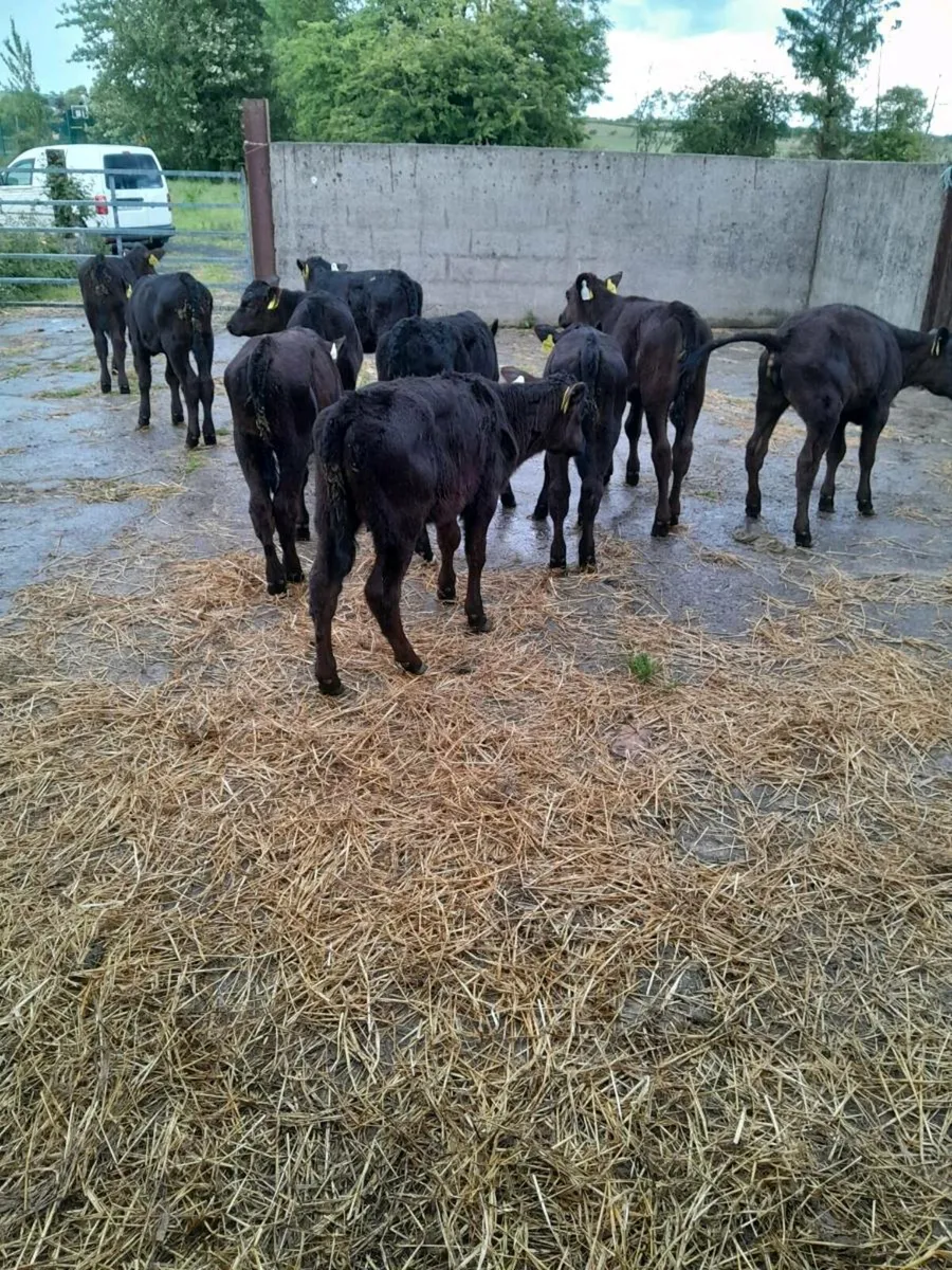 For sale  10 aax  heifer  calves - Image 1