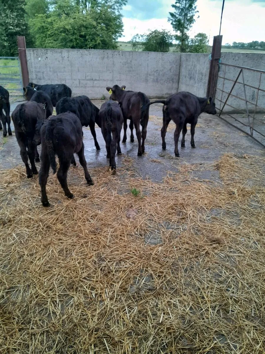 For sale  10 aax  heifer  calves - Image 2
