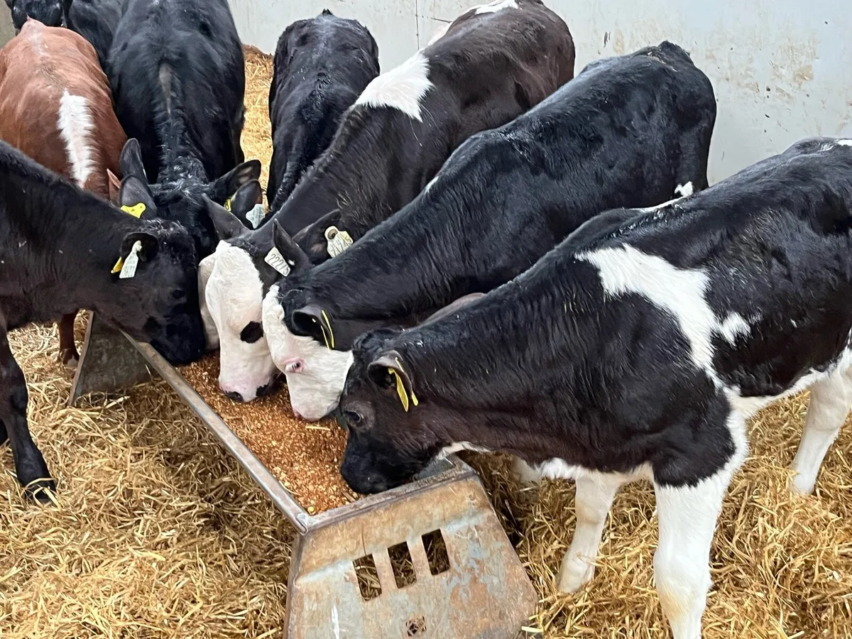 Super Weaned Grass Heifer Calves - Image 3