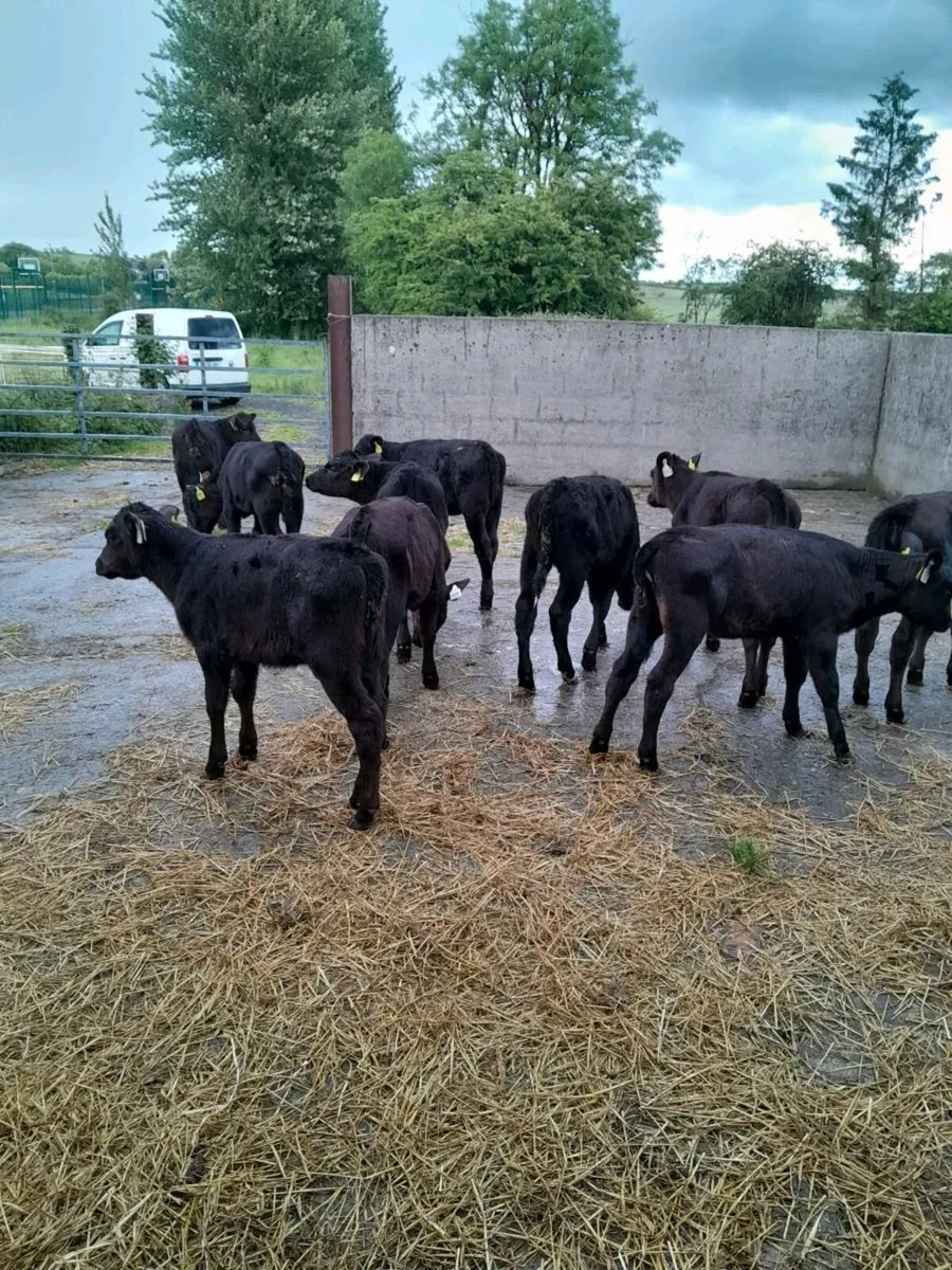 For sale  10 aax  heifer  calves - Image 3