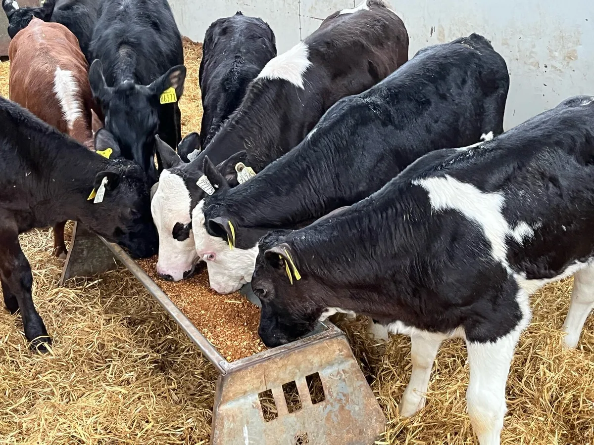 Super Weaned Grass Heifer Calves - Image 4