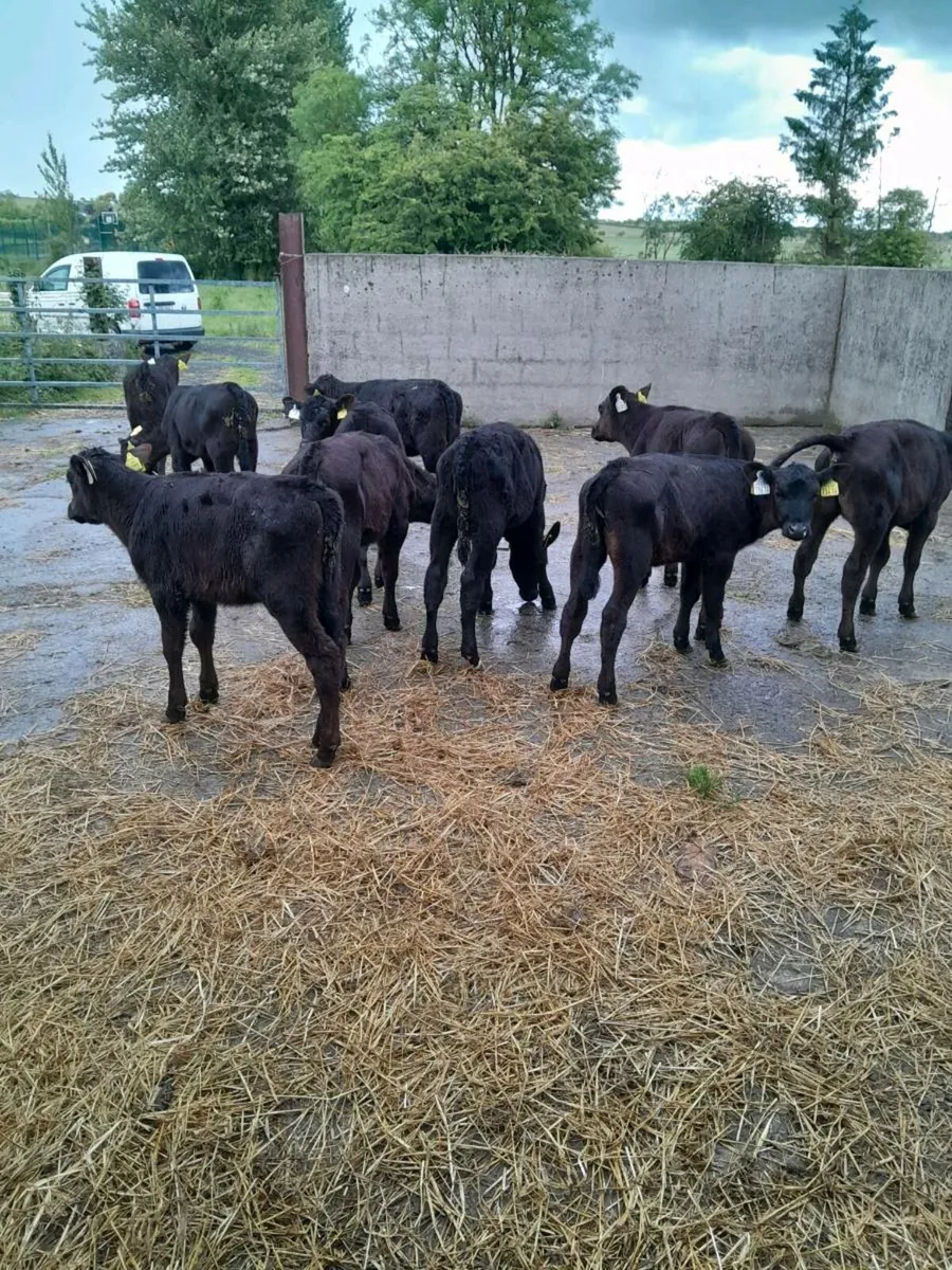 For sale  10 aax  heifer  calves - Image 4