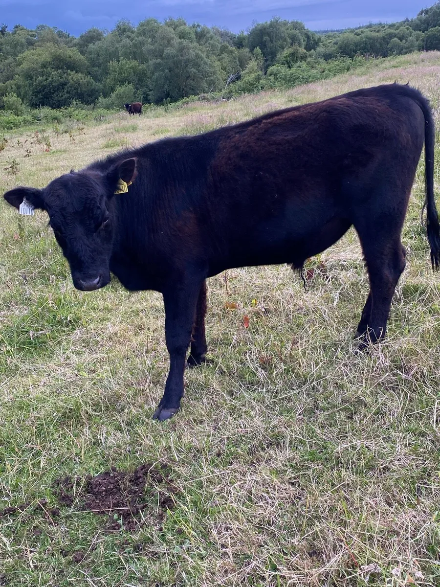 Pedigree Angus bulls - Image 1