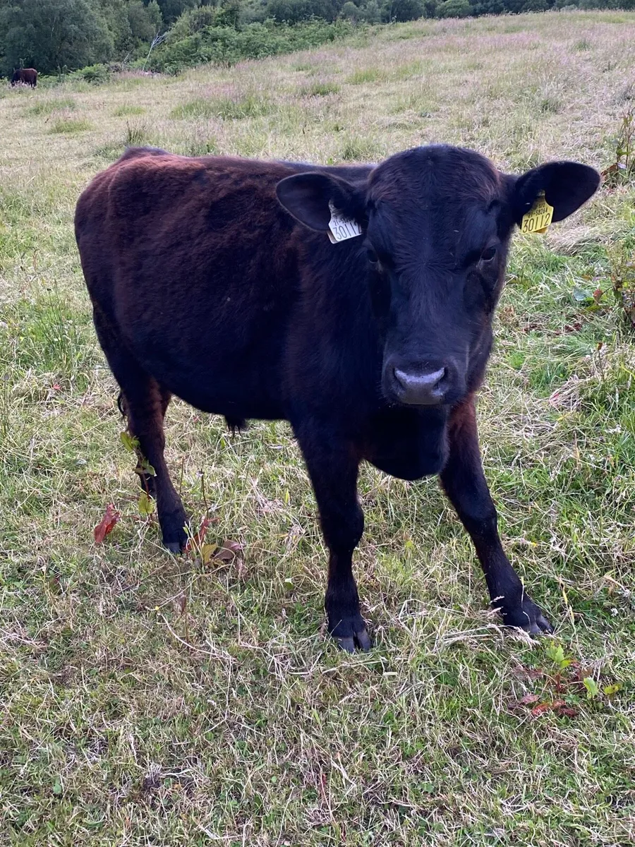 Pedigree Angus bulls - Image 2