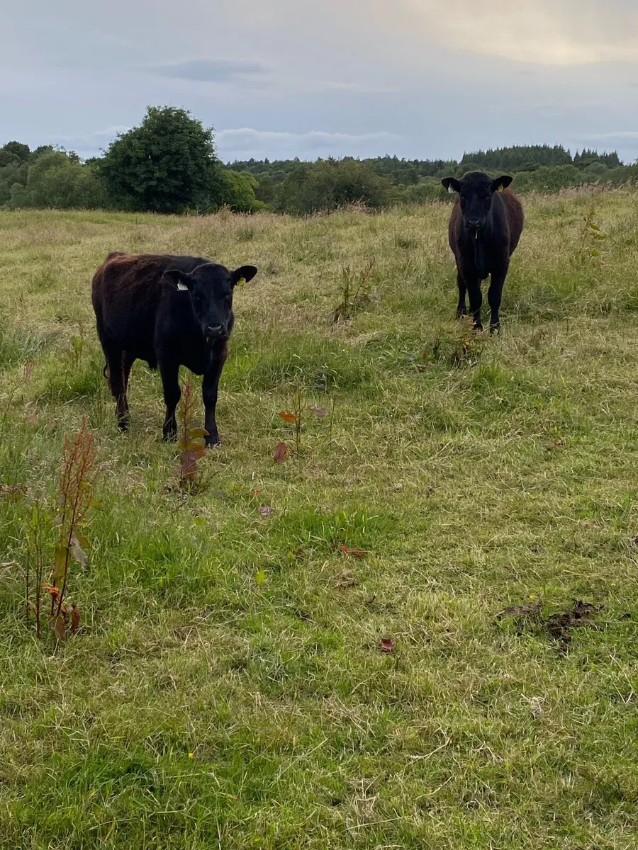 Pedigree Angus bulls - Image 3