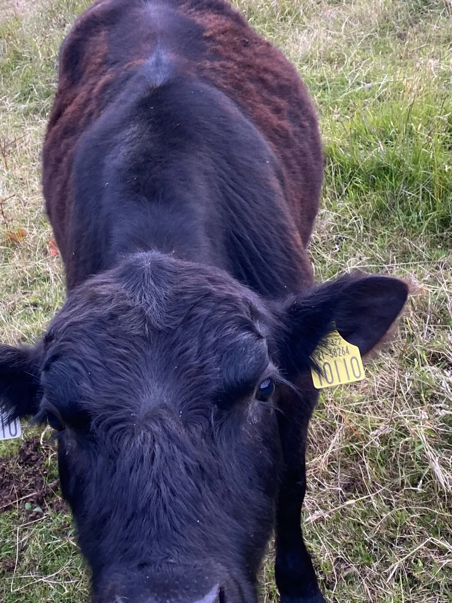 Pedigree Angus bulls - Image 4
