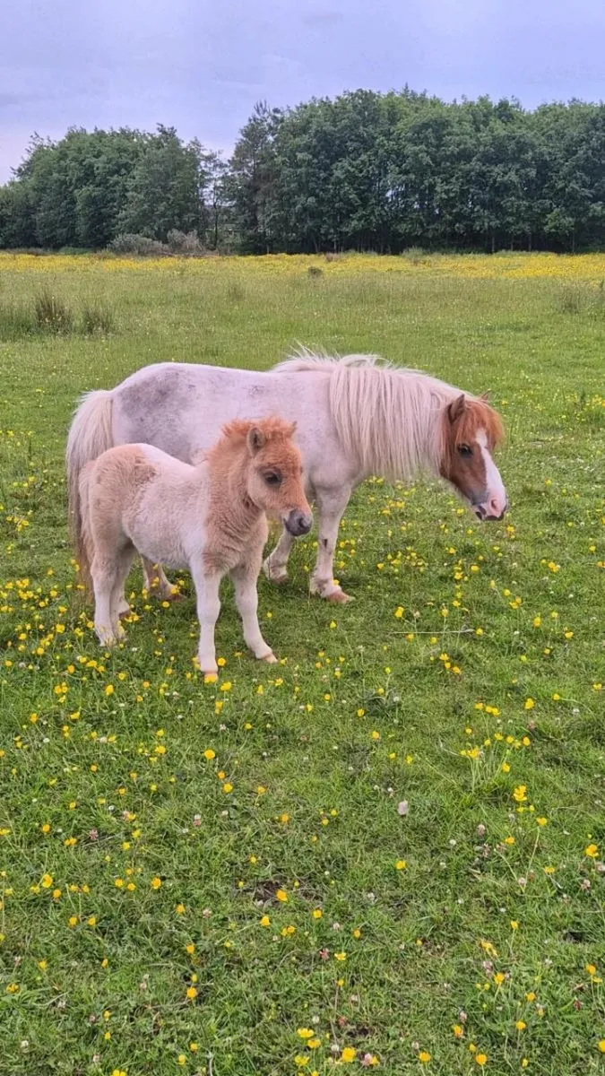 Miniature Mare & Foal - Image 1
