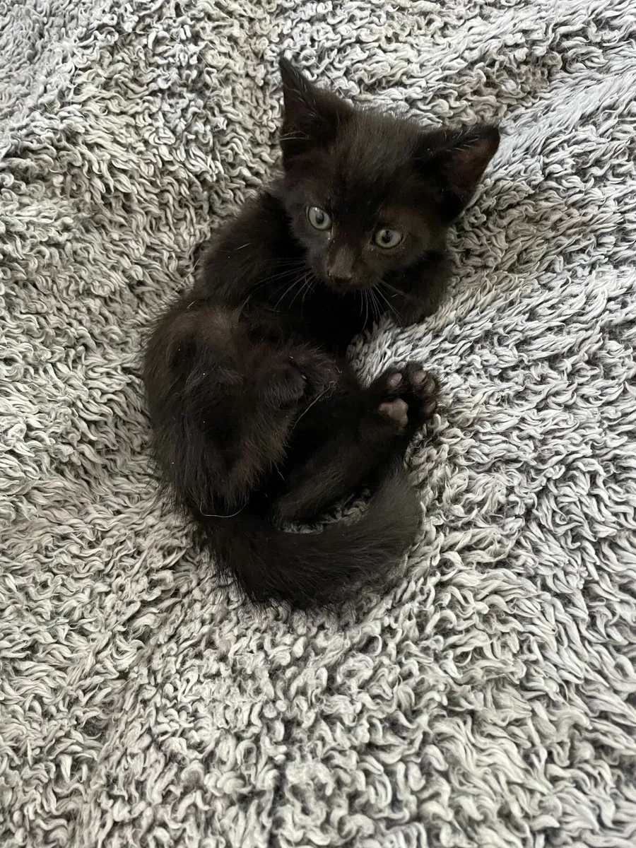Kitten - Image 2