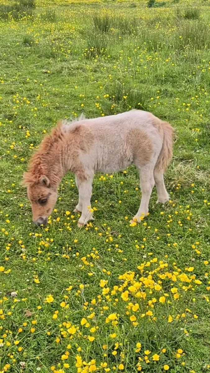 Miniature Mare & Foal - Image 2