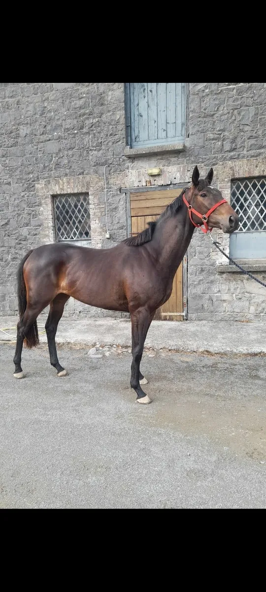 3yr soldier of fortune filly - Image 2