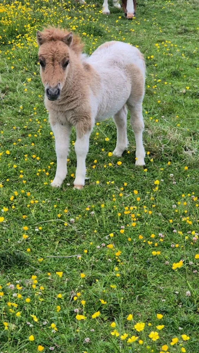 Miniature Mare & Foal - Image 3