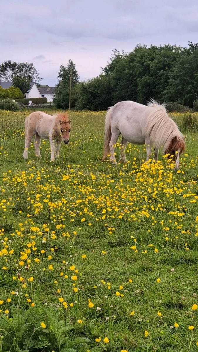 Miniature Mare & Foal - Image 4