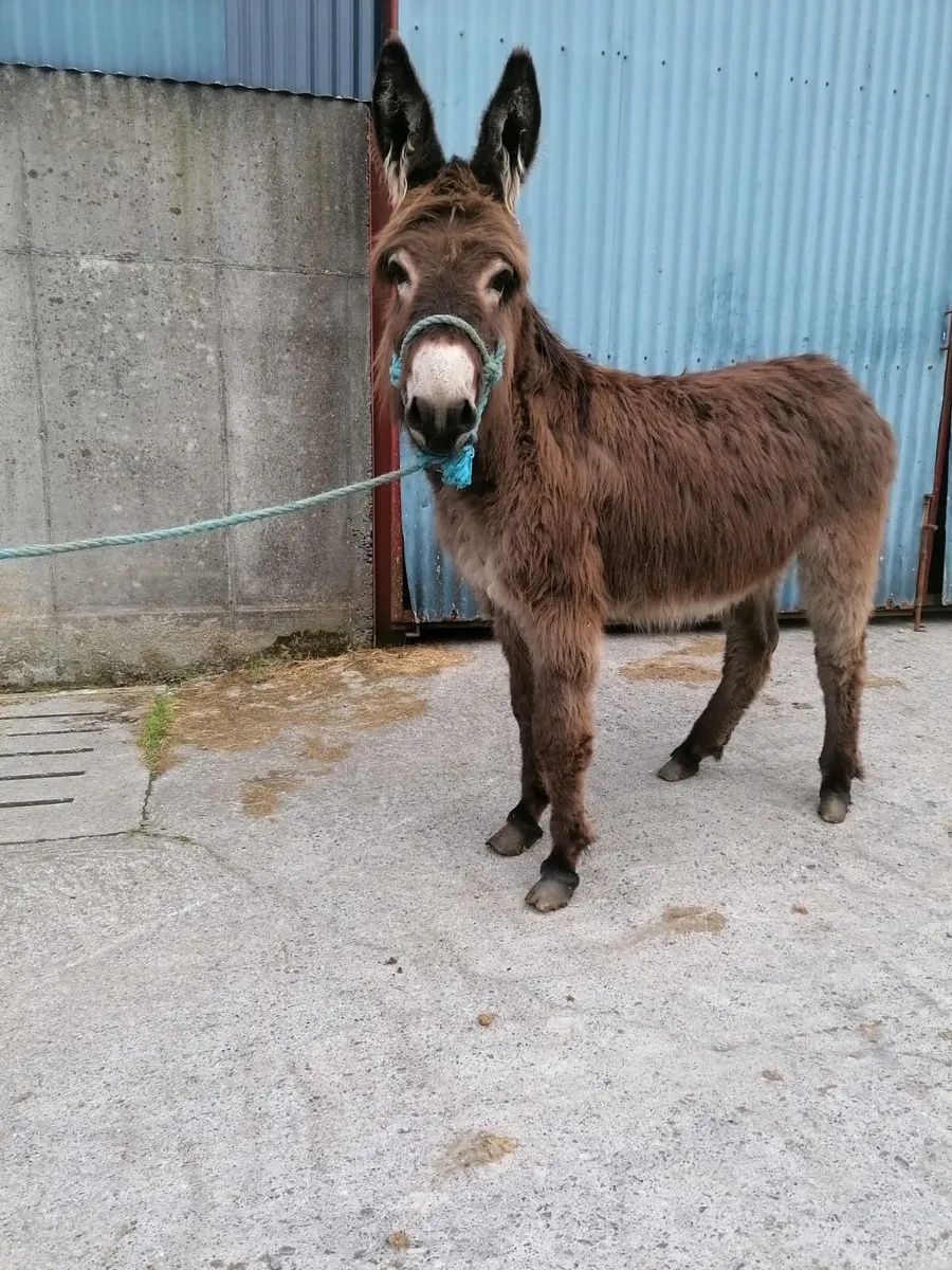 Donkey - Image 2